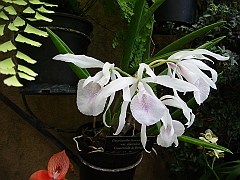 382 Longwood Gardens [2008 August 23]